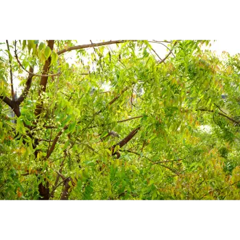 Neem Tree
